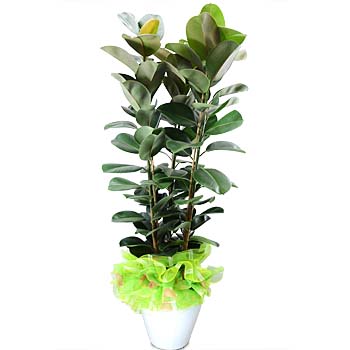 new_product